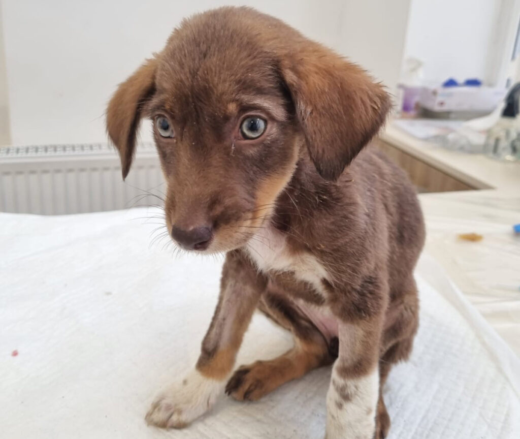 Klara Poleszuk, Little Emigrant from Georgia